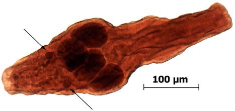 Рис. Мезоцеркария A. alata от монгольской жабы; парные органы