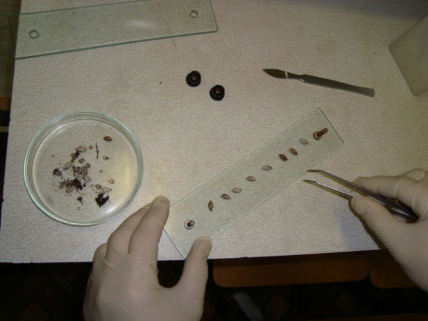 Рис. 1. Исследования наземных моллюсков Chondrula tridens компрессорным методом