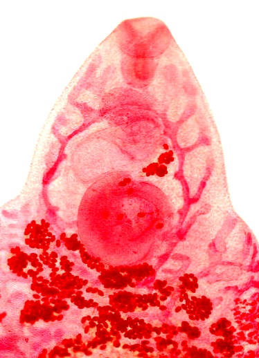 Расположенные по одной линии ротовая, половая и брюшная присоски трематоды Fаsciola hepatica Linnaeus, 1758: А, Б, В – фиксированные и окрашенные мариты; Г – марита после фиксации и отмывания в течение двух дней в воде (РЭМ) 