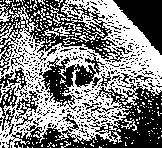 Однодневная Fаsciola hepaticа: А – первый день жизни на стенках желчных протоков печени (фото проф. J. T. Sanchez–Vega, Mexico); Б – брюшная присоска