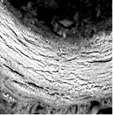 Мышцы брюшной присоски: А – дисковидная форма; Б – продольные и поперечные мышечные волокна