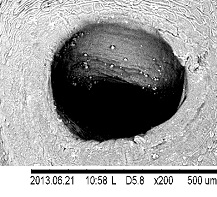 Полуоткрытая брюшная присоска 