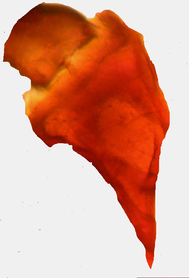 Коксы первой пары ног с длинным шипом у самца (А) и самки (Б) (× 64)