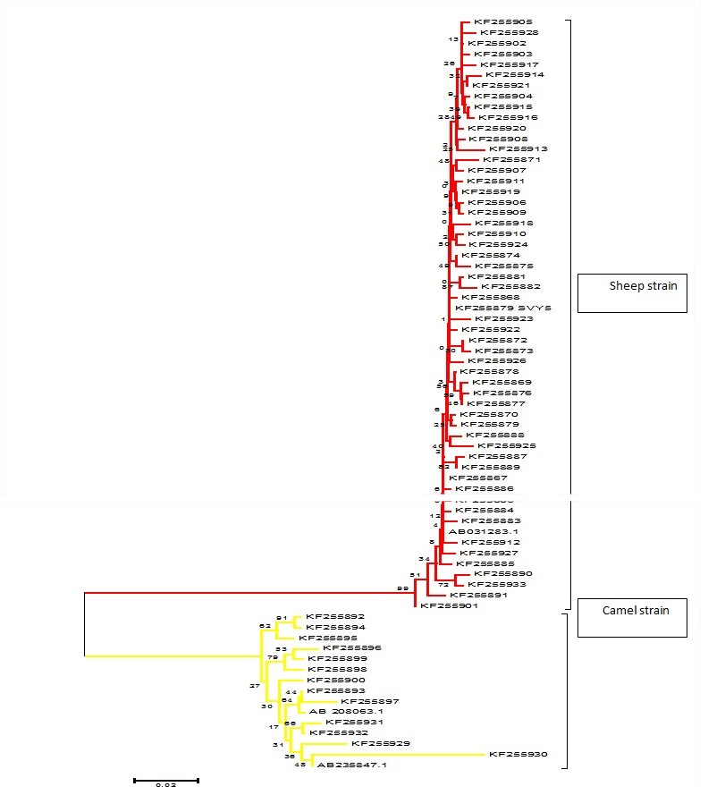Fig 1: Neighbour joining phylogenetic tree of E. granulosus haplotypes from Libyan combined sheep, cattle and camel livestock of ATP6 gene