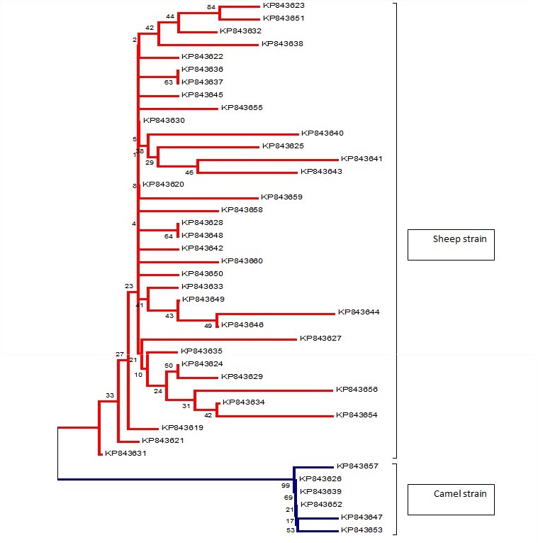 Fig 2: Neighbour joining phylogenetic tree of E. granulosus haplotypes from Libyan livestock of Act II gene.